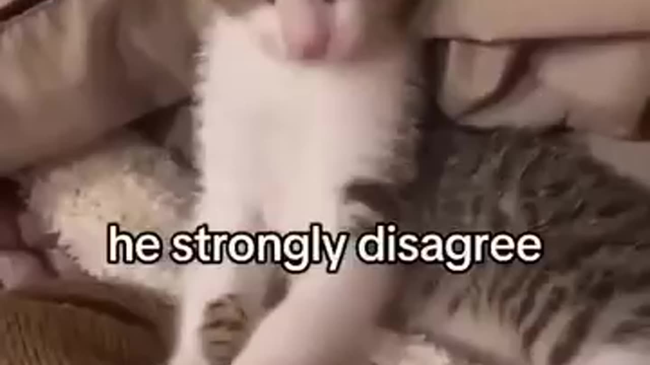 Cat strongly disagrees
