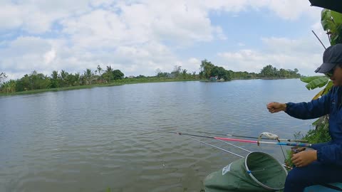 Câu Đài Đụng Hàng Cá Chép Sông Diêm Hộ Điểm Săn Hàng, Gảy Diếc Dưng Lý Tưởng_part12