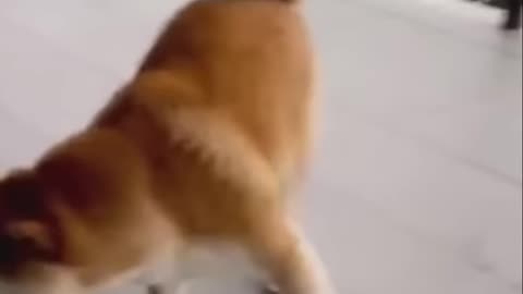 Cute Cats & Dogs in Bunny Ears_ The Viral TikTok