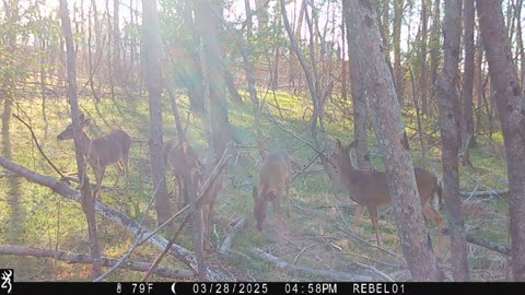 DEER SPOOK