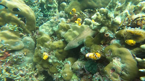 Love this leopard moray :)