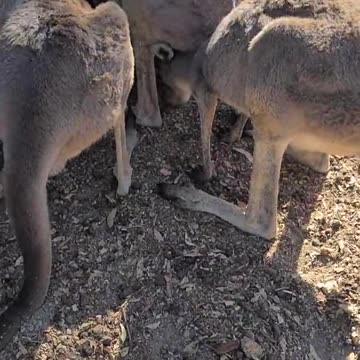 Kangaroo tales only in Australia 🇦🇺