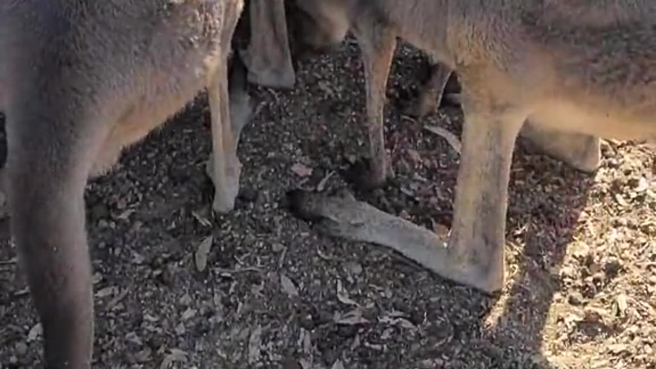 Kangaroo tales only in Australia 🇦🇺