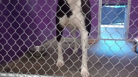 Oreo 2y Pet Id 947334 kennel 16 HSSAZ shelter VID_20250503_145715843