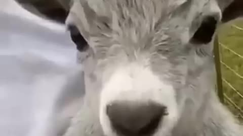 Funny Animals
