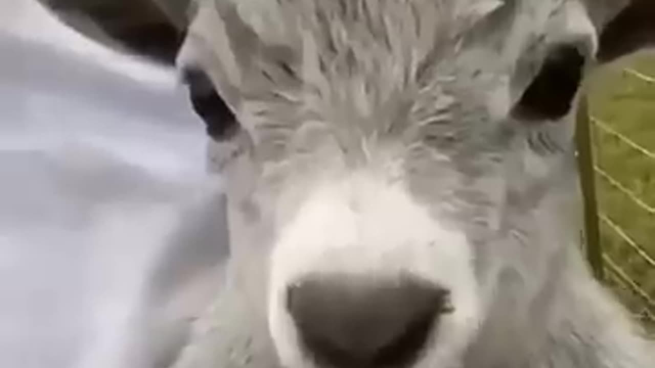 Funny Animals