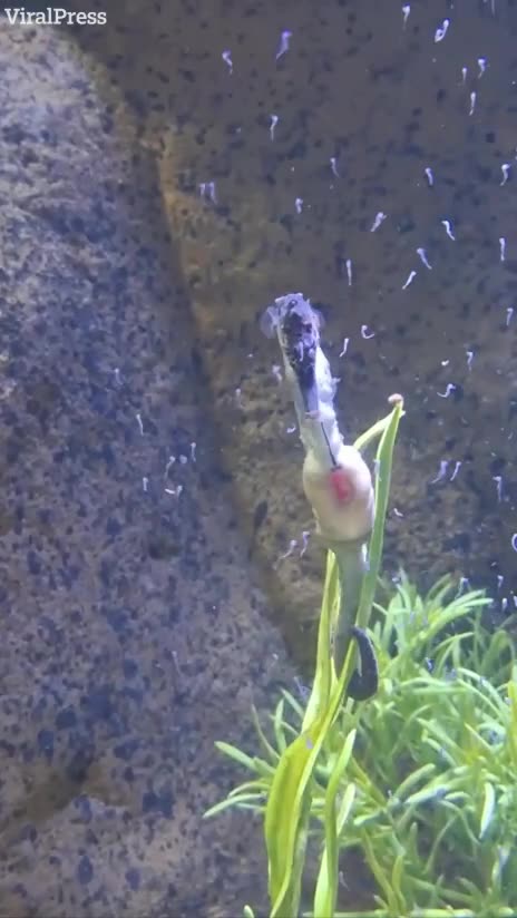 Male seahorse having babies