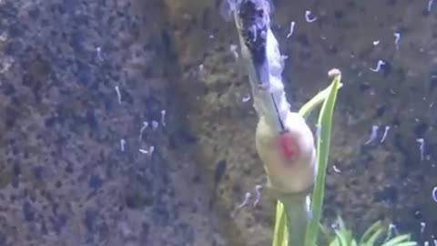 Male seahorse having babies