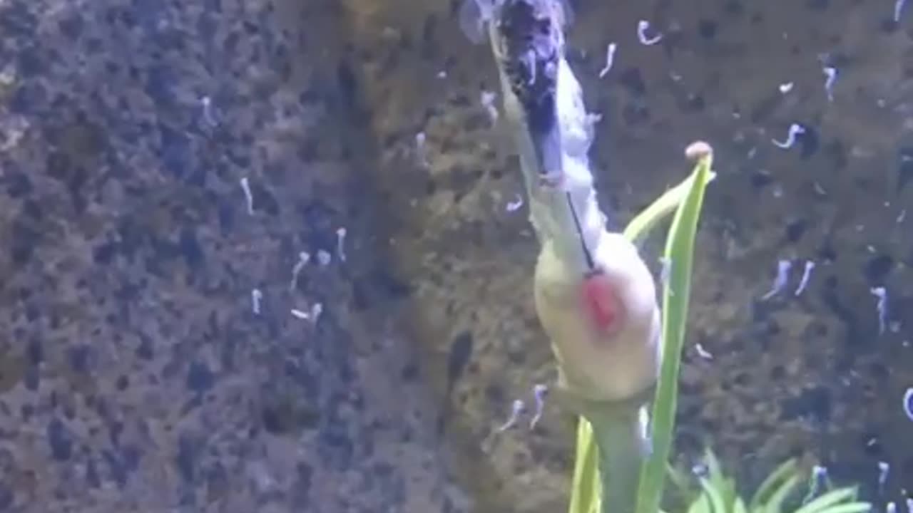 Male seahorse having babies