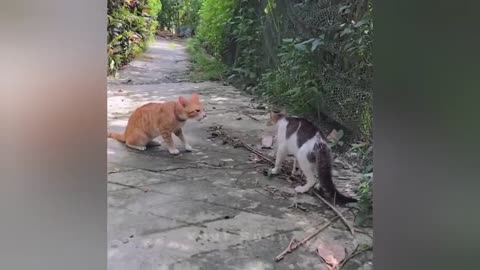 The Most dramatic cats moments ever! 😂🤣 Funny Cat Videos 2025