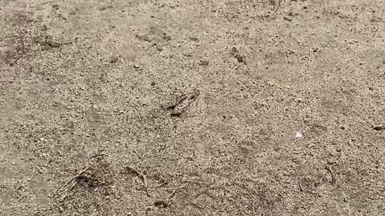Squirrel Wants Chicken
