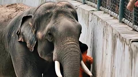 HERO ELEPHANT RESCUES CHILD IN HEART-STOPPING ZOO DRAMA! #elephant #zoo #rescue #animal 🐘