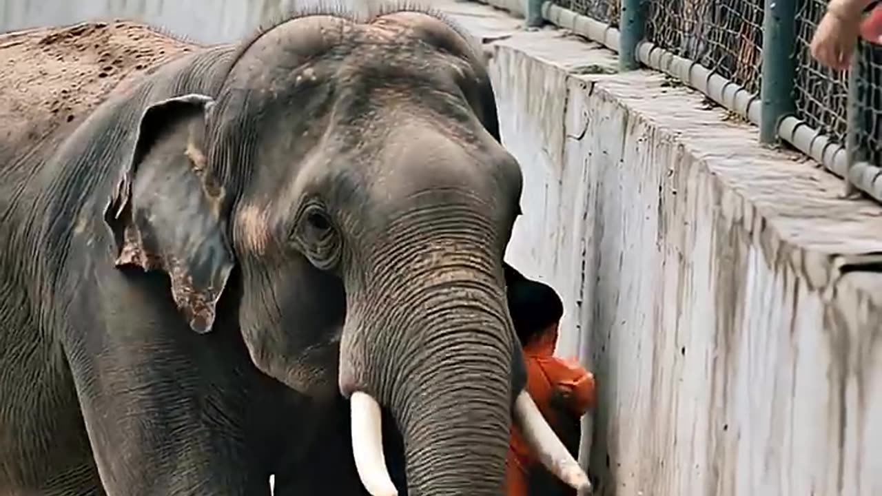 HERO ELEPHANT RESCUES CHILD IN HEART-STOPPING ZOO DRAMA! #elephant #zoo #rescue #animal 🐘