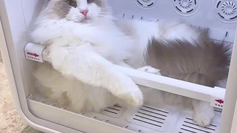 What is she saying? Keeps meowing meowing all the time #jirpet #petdryer #cat #pets
