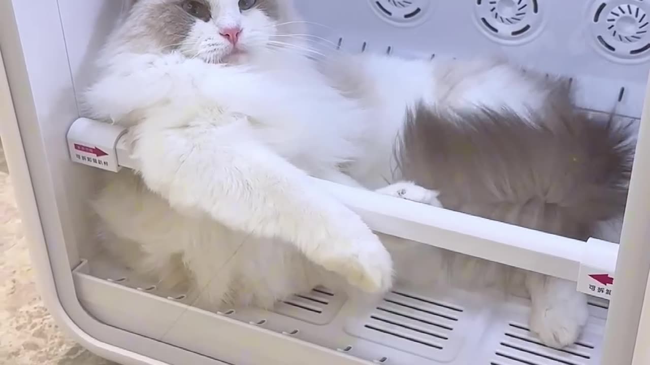 What is she saying? Keeps meowing meowing all the time #jirpet #petdryer #cat #pets