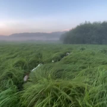 Jumping around in a sea of green