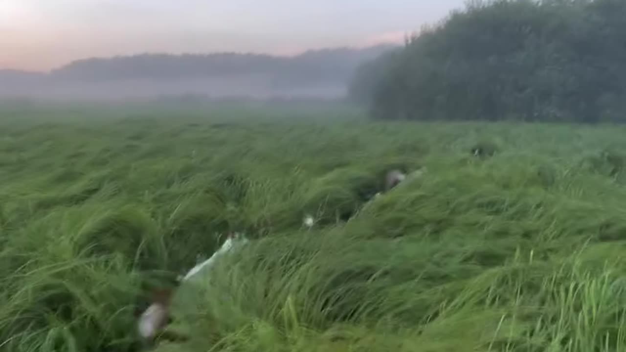 Jumping around in a sea of green