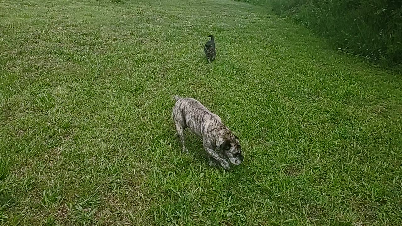 This Is A Mans World. But It Would Be Nothing Without A Cat and Dog