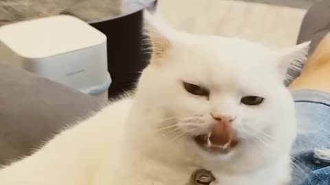 Funniest cat video#shortsviral #shortvideo #funny #funnycat