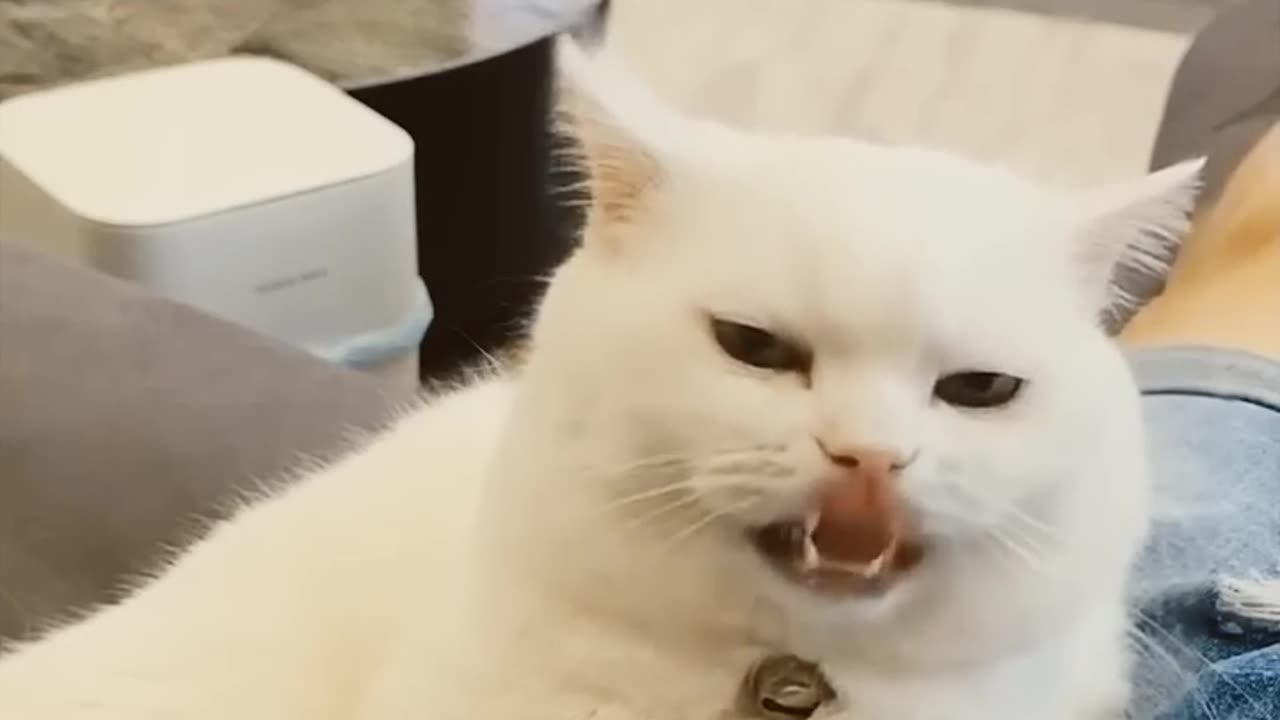 Funniest cat video#shortsviral #shortvideo #funny #funnycat