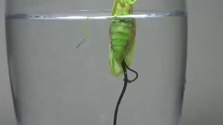 Horsehair worm parasite leaves Praying Mantis as it drowns