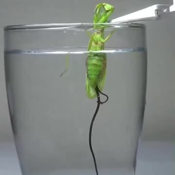 Horsehair worm parasite leaves Praying Mantis as it drowns