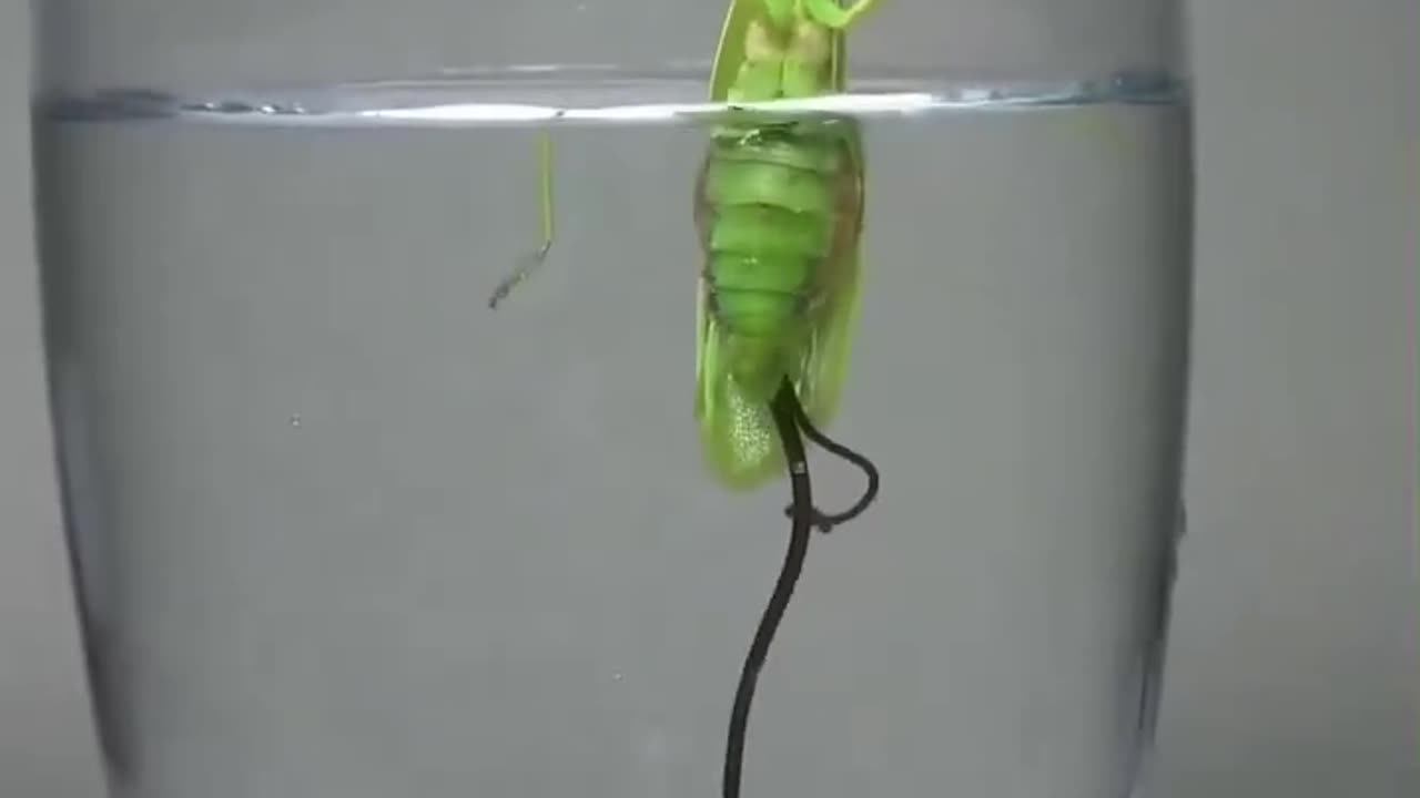 Horsehair worm parasite leaves Praying Mantis as it drowns
