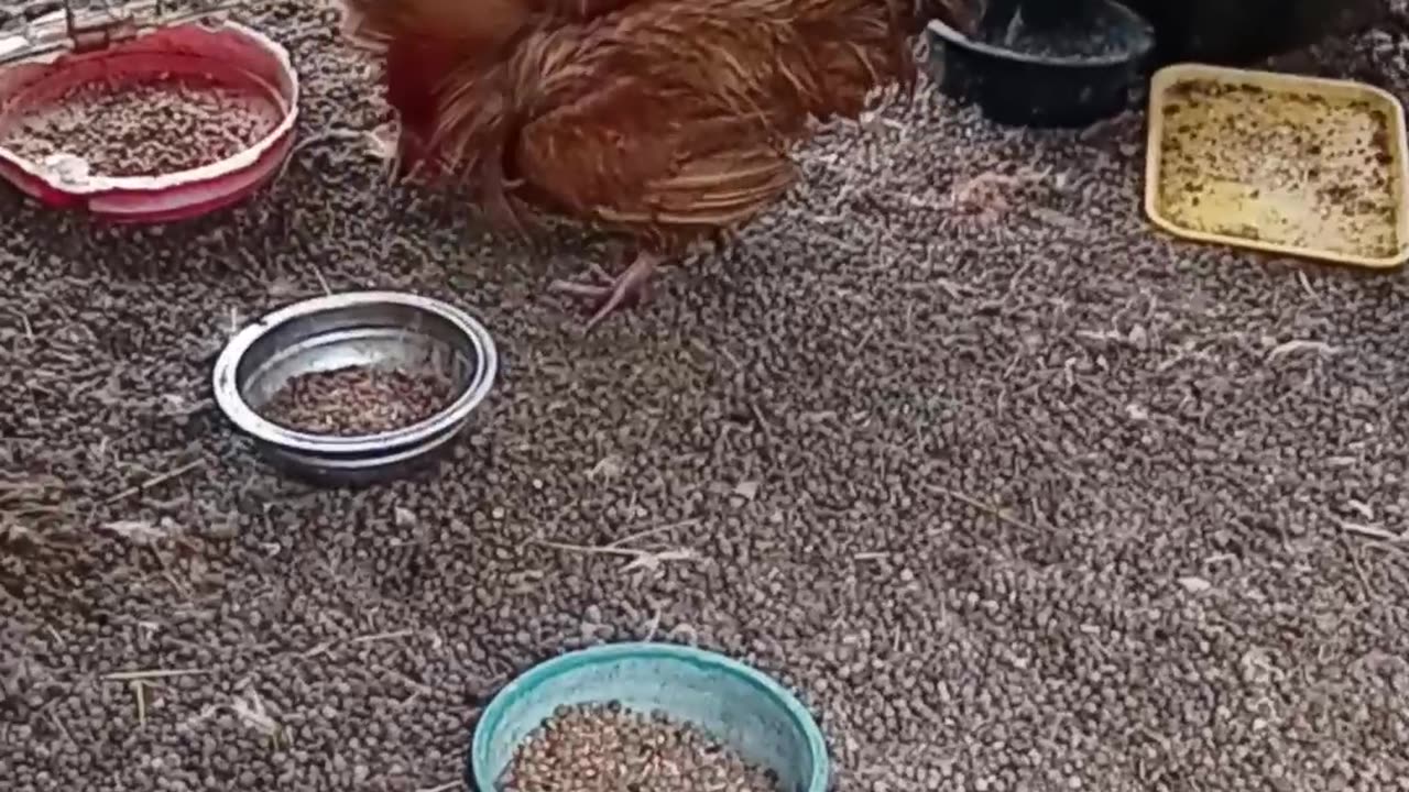 New Rooster in Town