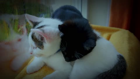 Feline Hug on a Rainy Day