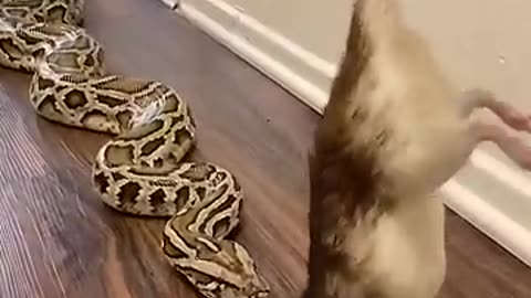 Feeding time.. Watch Giant Snake Snatch
