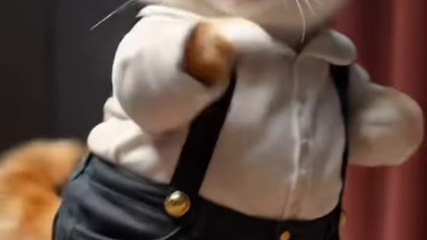 A baby cat enjoy the dancing like Pro leval