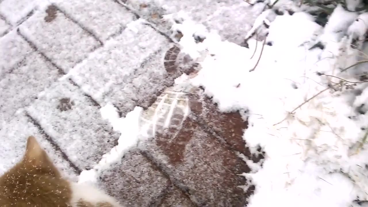 willie meets snow