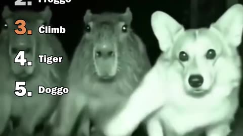 Ranking Best Bailando Animals Dance Moments