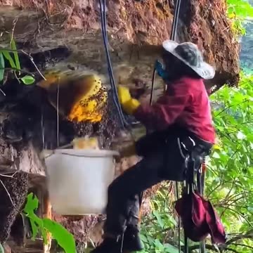 best' hani 🤤😋 #viralshort #adventure #honeybeesting #bee #honeybeedance #honeybee