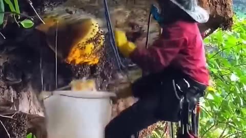 best' hani 🤤😋 #viralshort #adventure #honeybeesting #bee #honeybeedance #honeybee