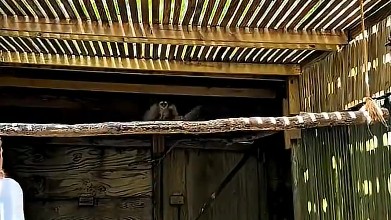 Top Birds moments