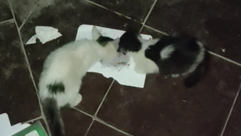 Gatti pazzi fanno cose strane