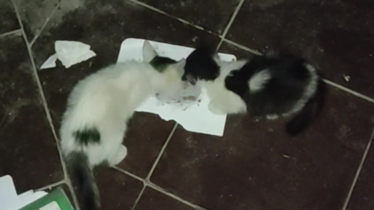 Gatti pazzi fanno cose strane
