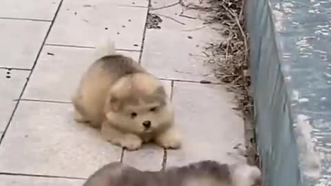 Oops! Puppy Takes a Tumble 🐶💨 | Cutest Fall Ever!