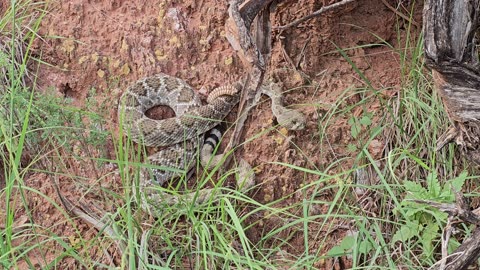 Western Diamondback Rattlesnake