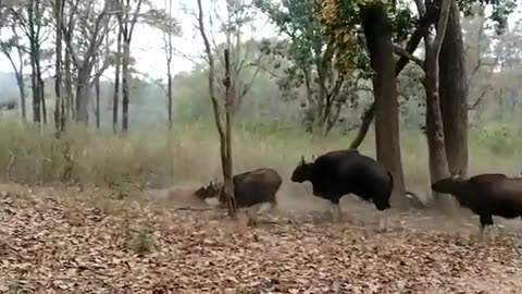 Tiger Hunting Wild Bison