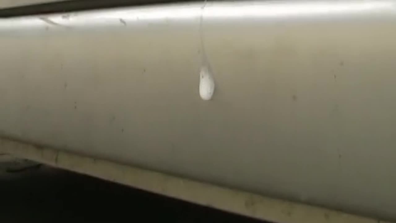 Running Over Snails