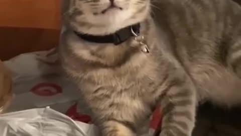 Crazy cat clips