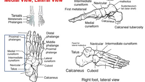 Practice identifying bones of the foot (1.0)