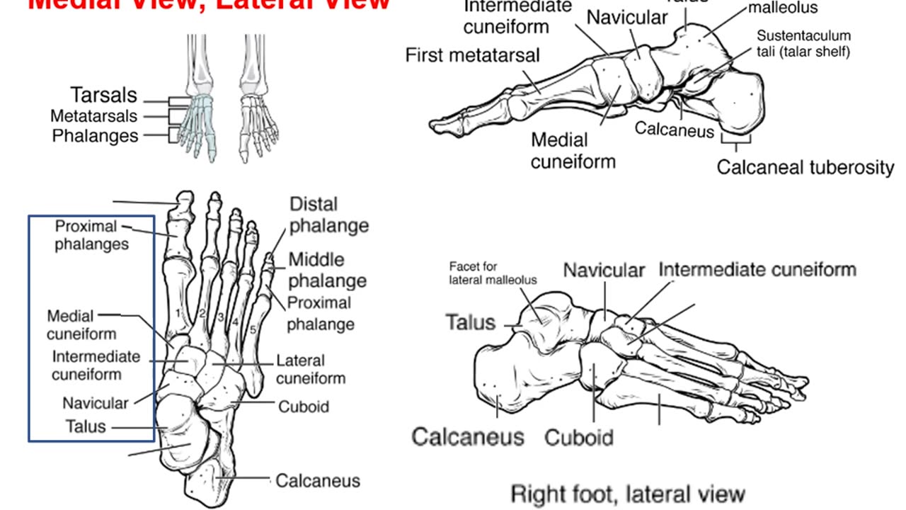 Practice identifying bones of the foot (1.0)