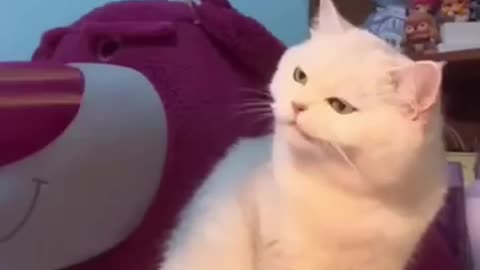 Cat Enjoys Felinesights! 🐱🍽️ #CatEats #FelineDelights