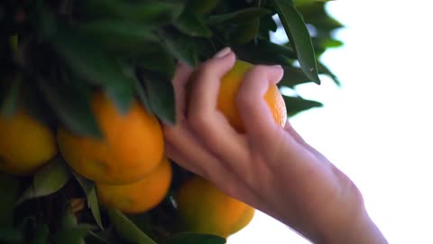✨ Cita sobre las naranjas | Orange Quote – Español e Inglés | Día Escolar de la Fruta