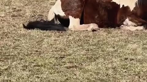 Funny cat 🐈 😻 vs Horses🐎 🐴 🐎