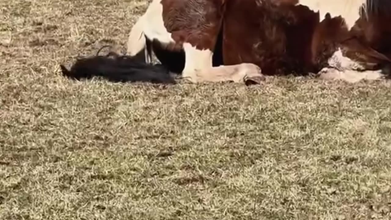 Funny cat 🐈 😻 vs Horses🐎 🐴 🐎