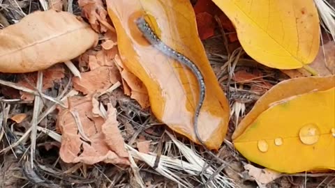 🧠✨ Lizard Tail Wiggle to Distract Predators! | FeedMyCuriosity